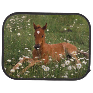 USA, Oregon, Arabian Pony. Car Mat