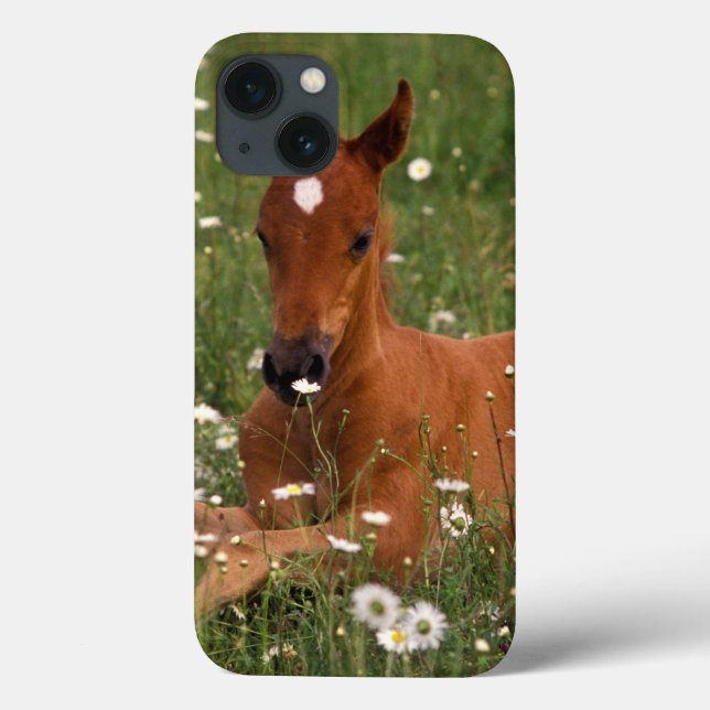 USA, Oregon, Arabian Pony. Case-Mate iPhone Case (Back)
