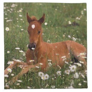 USA, Oregon, Arabian Pony. Cloth Napkin
