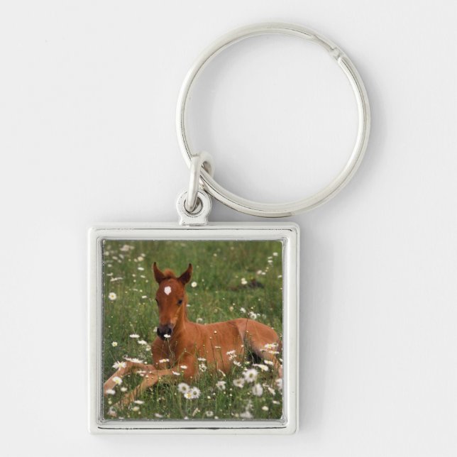 USA, Oregon, Arabian Pony. Keychain (Front)