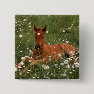 USA, Oregon, Arabian Pony. Pinback Button