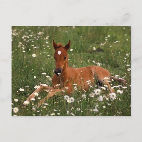 USA Oregon Arabian Pony Postcard