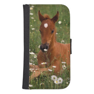 USA, Oregon, Arabian Pony. Phone Wallet
