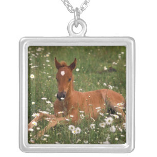 USA, Oregon, Arabian Pony. Silver Plated Necklace