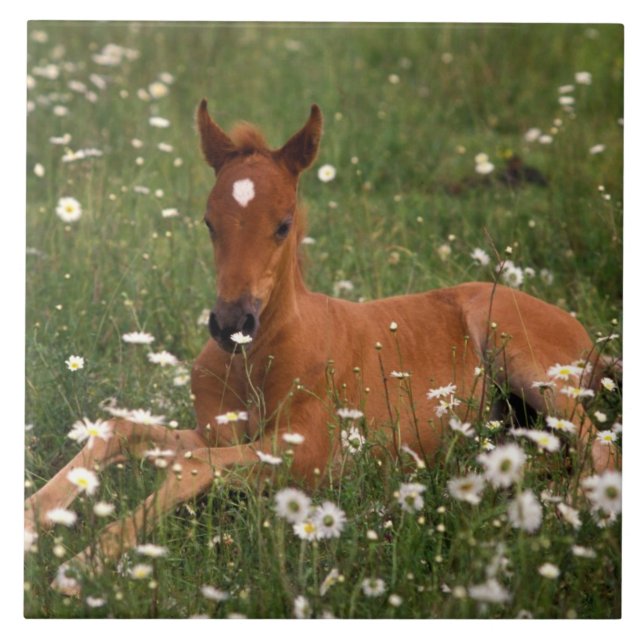 USA, Oregon, Arabian Pony. Tile (Front)