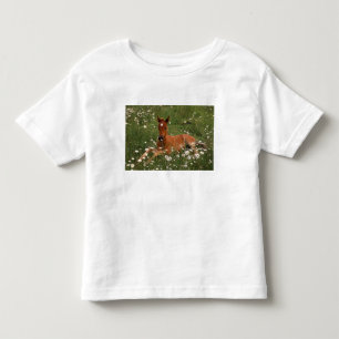 USA, Oregon, Arabian Pony. Toddler T-shirt