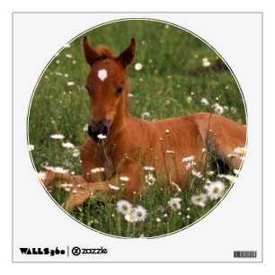 USA, Oregon, Arabian Pony. Wall Sticker