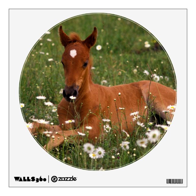 USA, Oregon, Arabian Pony. Wall Sticker (Front)
