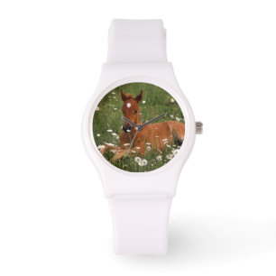 USA, Oregon, Arabian Pony. Watch