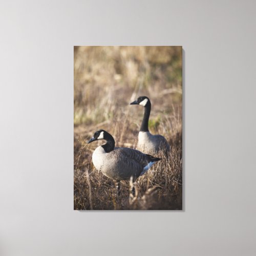 USA Oregon Baskett Slough National Wildlife 2 Canvas Print