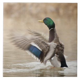 USA, Oregon, Baskett Slough National Wildlife Ceramic Tile