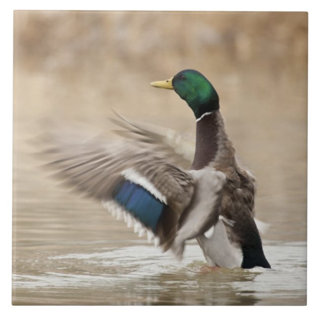 USA, Oregon, Baskett Slough National Wildlife Ceramic Tile (Front)