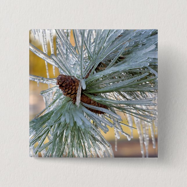 USA, Oregon, Bend. Ponderosa pine needles are Pinback Button (Front)
