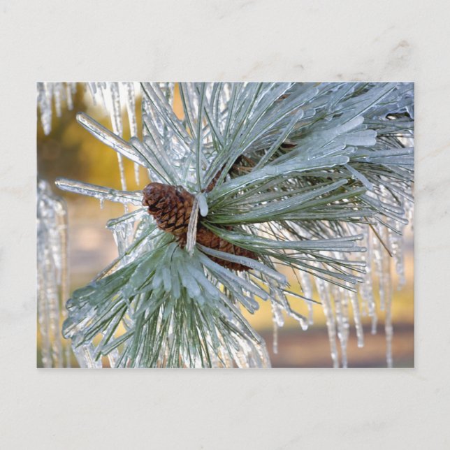 USA, Oregon, Bend. Ponderosa pine needles are Postcard (Front)