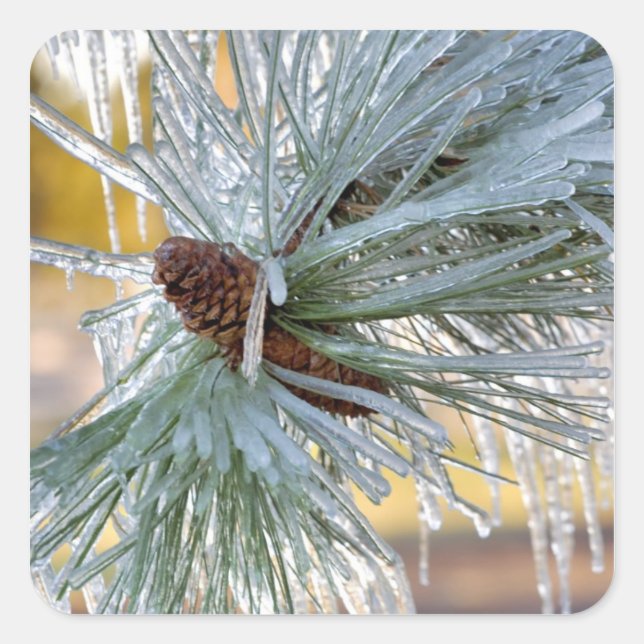 USA, Oregon, Bend. Ponderosa pine needles are Square Sticker (Front)