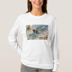 USA, Oregon, Bend. Ponderosa pine needles are T-Shirt