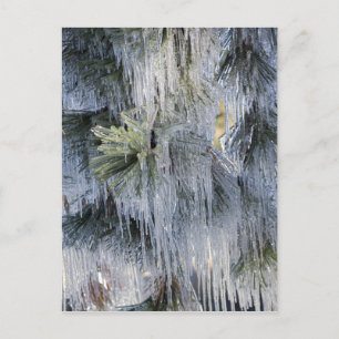 USA, Oregon, Bend. The ice on Ponderosa pine Postcard