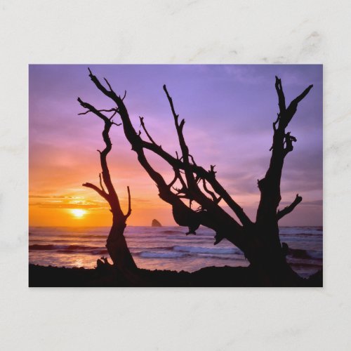 USA Oregon Cape Meares Sunset Postcard