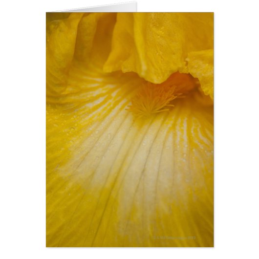 USA, Oregon, Close-up of yellow iris Cards (Front)
