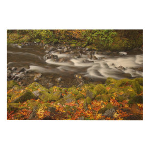 USA, Oregon, Columbia River Gorge, Tanner Creek 2 Wood Wall Art