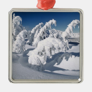 USA, Oregon, Crater Lake NP. Trees droop under a Metal Ornament