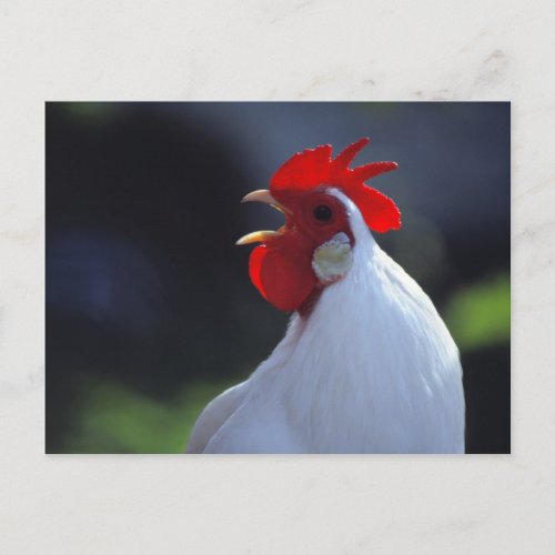 USA Oregon Eugene A white rooster greets Postcard