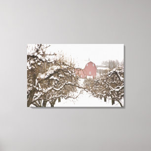 USA, Oregon, Hood River. Snow covered Apple Canvas Print