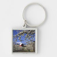 USA, Oregon, Hood River Valley, Pear orchard