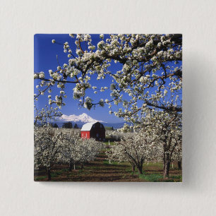 USA, Oregon, Hood River Valley, Pear orchard Pinback Button