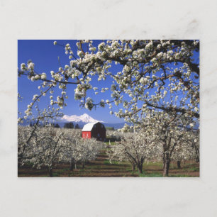 USA, Oregon, Hood River Valley, Pear orchard Postcard
