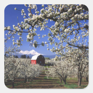 USA, Oregon, Hood River Valley, Pear orchard Square Sticker
