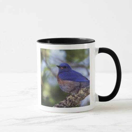USA Oregon Male Western Bluebird Mug