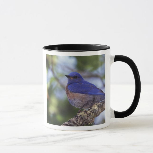 USA, Oregon. Male Western Bluebird Mug (Right)
