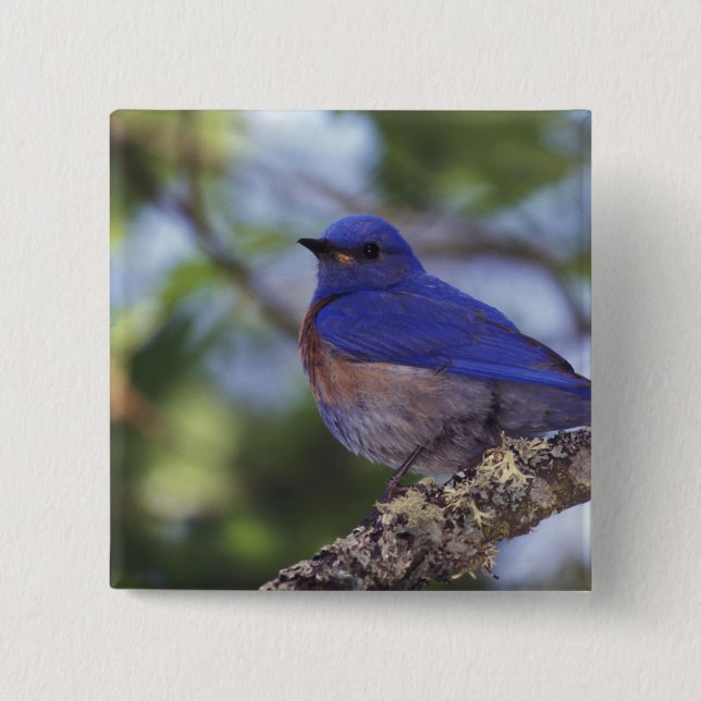 USA, Oregon. Male Western Bluebird Pinback Button (Front)