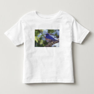 USA, Oregon. Male Western Bluebird Toddler T-shirt