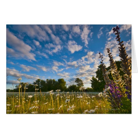 USA, Oregon, Marion County, Meadow with Cards (Front Horizontal)