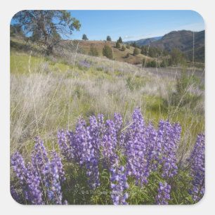 USA, Oregon, Mitchell, Flowering lupines Square Sticker
