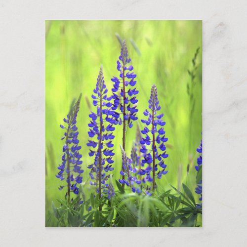 USA Oregon Mt Hood National Forest Lupine Postcard