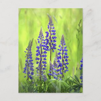 Usa  Oregon  Mt. Hood National Forest  Lupine Postcard by OneWithNature at Zazzle