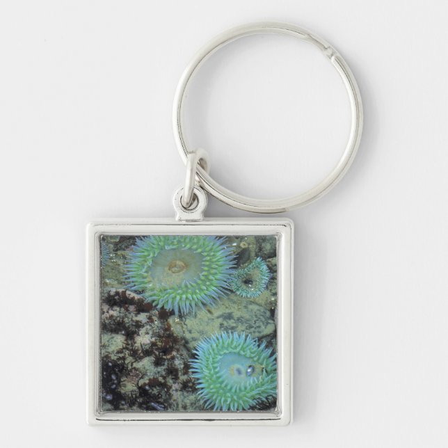 USA, Oregon, Nepture SP. Jewel-toned sea Keychain (Front)