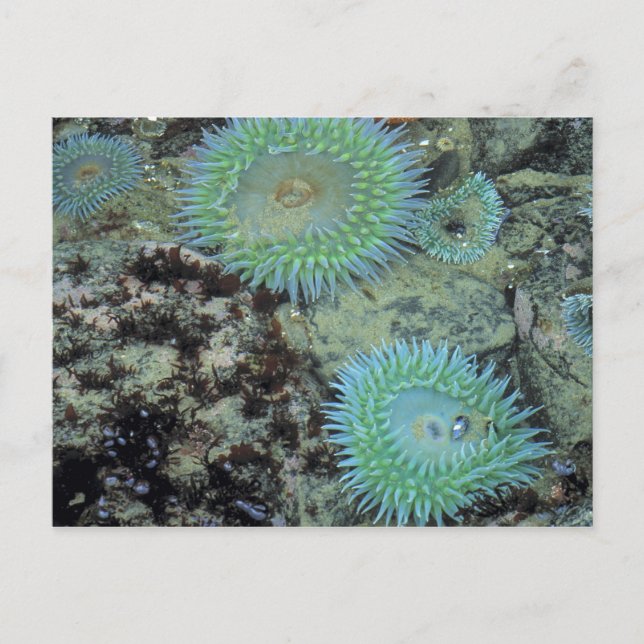 USA, Oregon, Nepture SP. Jewel-toned sea Postcard (Front)