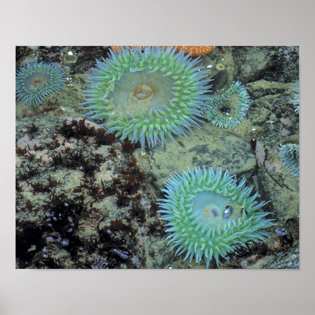 USA, Oregon, Nepture SP. Jewel-toned sea Poster (Front)