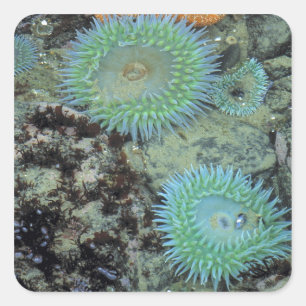 USA, Oregon, Nepture SP. Jewel-toned sea Square Sticker