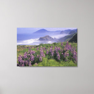 USA, Oregon, Nesika Beach. Lupine and Oregon Canvas Print