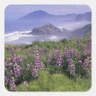 USA, Oregon, Nesika Beach. Lupine and Oregon Square Sticker