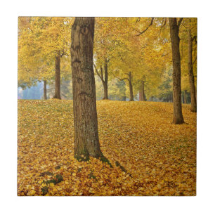 USA, Oregon, Portland. American Linden Trees Ceramic Tile