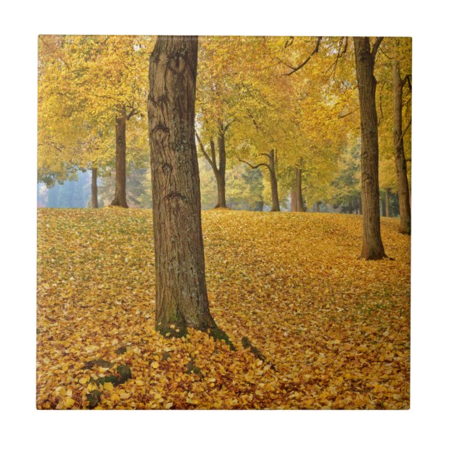 USA, Oregon, Portland. American Linden Trees Ceramic Tile (Front)