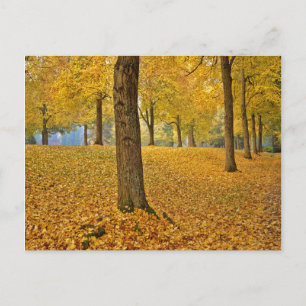 USA, Oregon, Portland. American Linden Trees Postcard