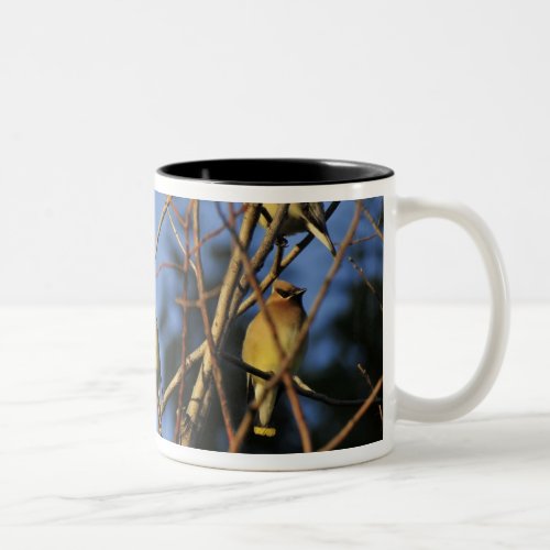 USA Oregon Portland Cedar waxwing on tree Two_Tone Coffee Mug