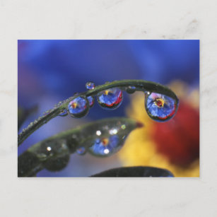 USA, Oregon, Portland, Close-up of ladybird Postcard